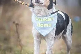 Cudowna Tola_ nieduża, wesoła, bezkonfliktowa suni