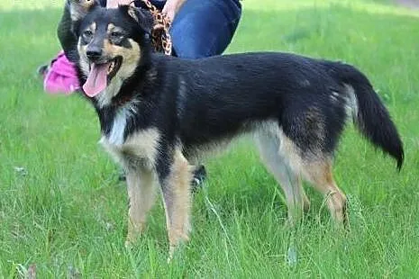 Młoda-sunia do adopcji,  śląskie Sosnowiec