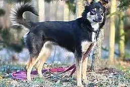 Młoda-sunia do adopcji,  śląskie Sosnowiec
