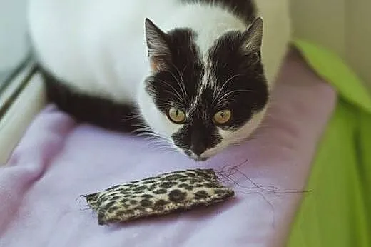 Grzeczna dama DIXI poleca się do domku,  mazowieck