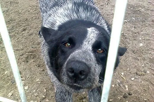 Prześliczny Grey błaga o dom ,  śląskie Dąbrowa Gó