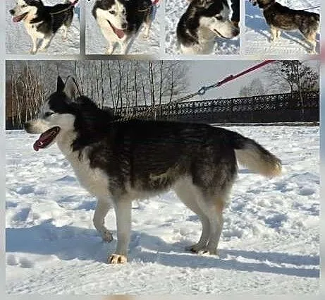 TAJGA w typie husky, mazowieckie Warszawa