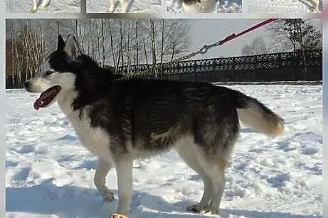 TAJGA w typie husky,  mazowieckie Warszawa
