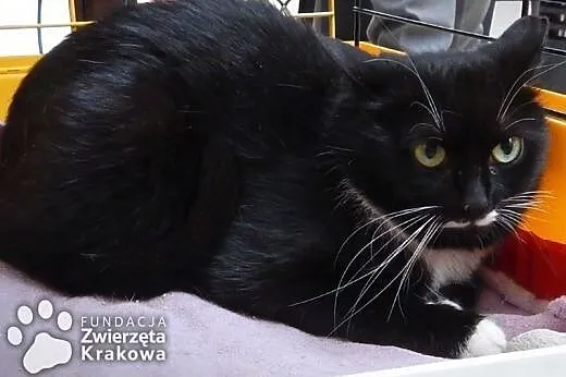 Filemonka panienka w białych rękawiczkach,  małopo