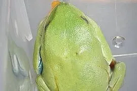 Chwytnice czerwonookie Agalychnis calidryas 2 młode samiczki sprzedam.