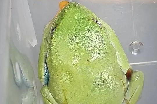 Chwytnice czerwonookie Agalychnis calidryas 2 młode samiczki sprzedam., Łódzkie, Łódź