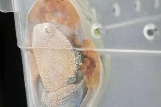 Chwytnice czerwonookie Agalychnis calidryas 2 młode samiczki sprzedam., Łódzkie, Łódź