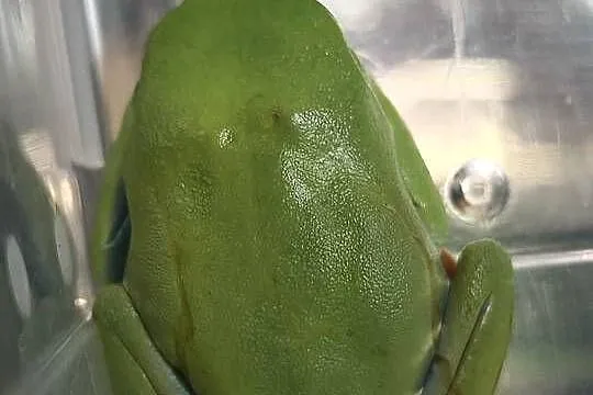 Chwytnice czerwonookie Agalychnis calidryas 2 młode samiczki sprzedam., Łódzkie, Łódź
