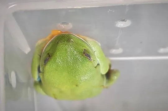 Chwytnice czerwonookie Agalychnis calidryas 2 młode samiczki sprzedam., Łódzkie, Łódź