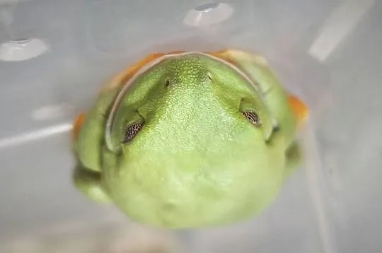Chwytnice czerwonookie Agalychnis calidryas 2 młode samiczki sprzedam., Łódzkie, Łódź