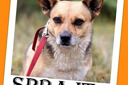 7kg,mały,przyjazny piesek SPRAJT do adopcji,  dolnośląskie Wrocław
