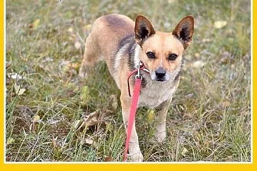 7kg,mały,przyjazny piesek SPRAJT do adopcji,  doln