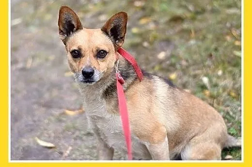 7kg,mały,przyjazny piesek SPRAJT do adopcji,  doln