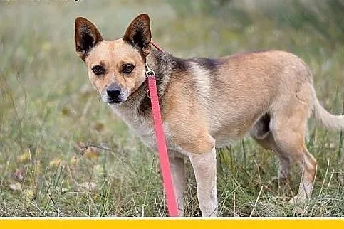 7kg,mały,przyjazny piesek SPRAJT do adopcji,  doln