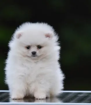 Pomeranian BOO Piękne zarejestrowane szczenięta na sprzedaż, Mazowieckie, Warszawa