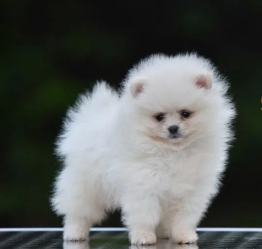Pomeranian BOO Piękne zarejestrowane szczenięta na sprzedaż, Mazowieckie, Warszawa