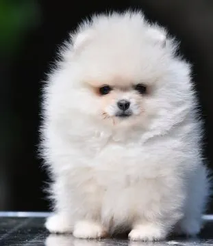 Pomeranian BOO Piękne zarejestrowane szczenięta na sprzedaż, Mazowieckie, Warszawa