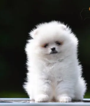 Pomeranian BOO Piękne zarejestrowane szczenięta na sprzedaż