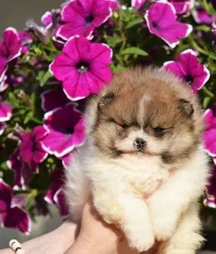 Pomeranian BOO Piękne zarejestrowane szczenięta na sprzedaż, Mazowieckie, Warszawa