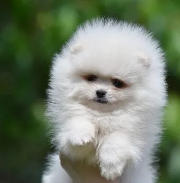 Pomeranian BOO Piękne zarejestrowane szczenięta na sprzedaż, Mazowieckie, Warszawa