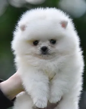 Pomeranian BOO Piękne zarejestrowane szczenięta na sprzedaż, Mazowieckie, Warszawa