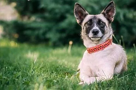 Kochający rudzielec poszukuje domu - do adopcji !!