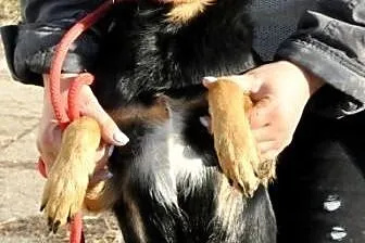 BANKIECIK-Nieduży,spokojny,bardzo kochany psiak szuka troskliwego domu,  małopolskie Kraków