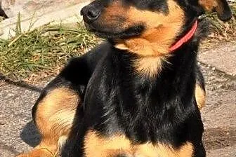 BANKIECIK-Nieduży,spokojny,bardzo kochany psiak sz