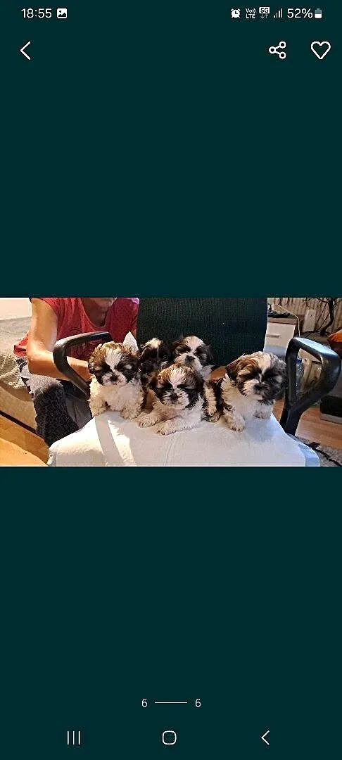 Shih tzu szczeniaczki, Lubelskie, Elizówka