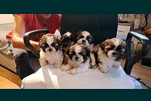 Shih tzu szczeniaczki, Lubelskie, Elizówka