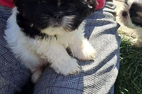 Shih tzu szczeniaczki, Lubelskie, Elizówka