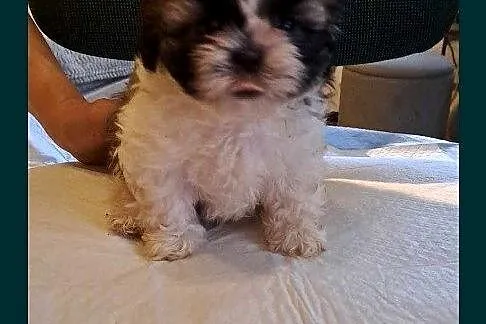 Shih tzu szczeniaczki, Lubelskie, Elizówka