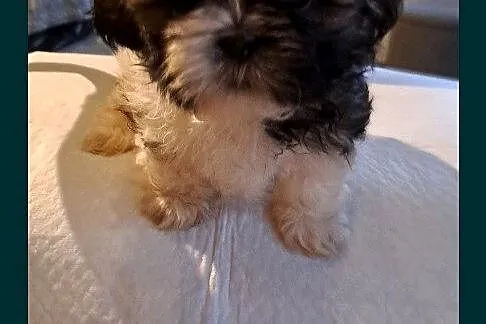 Shih tzu szczeniaczki, Lubelskie, Elizówka