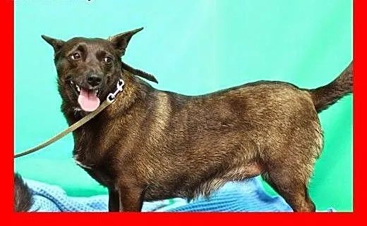9 kg w typie jamnika,czekoladowa suczka do ADOPCJI