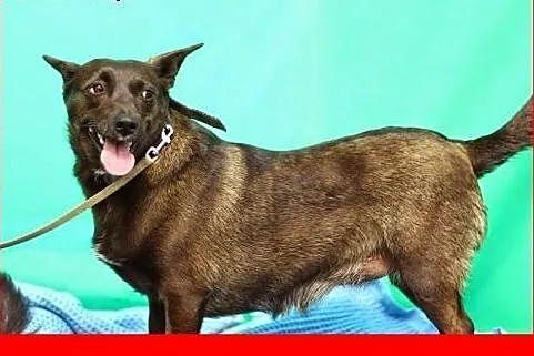 9 kg w typie jamnika,czekoladowa suczka do ADOPCJI