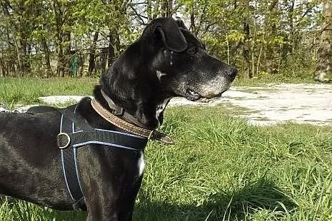 Przyjacielski psiak Tofik szuka domu,  dolnośląski