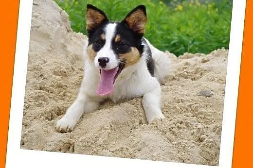 Cleo,młoda, nieduża suczka. Adopcja !,  małopolskie Kraków