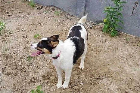 Cleo,młoda, nieduża suczka. Adopcja !,  małopolski