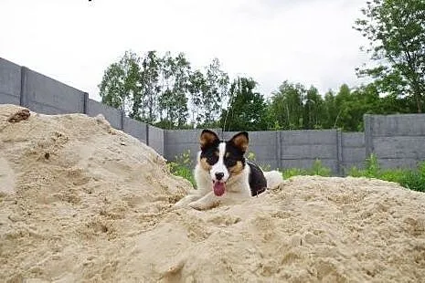 Cleo,młoda, nieduża suczka. Adopcja !,  małopolski