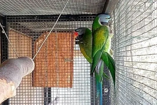 Aleksandretty chińskie parka gotowa na lęgi, Dolnośląskie, Dziuplina