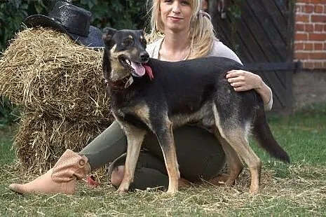 Owczarkowaty CYGAN szuka domu,  Owczarek niemiecki