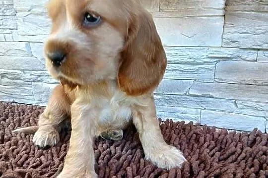 Szczenięta Cocker Spaniel Angielski