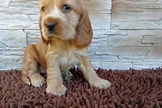 Szczenięta Cocker Spaniel Angielski, Łódzkie, Sieradz