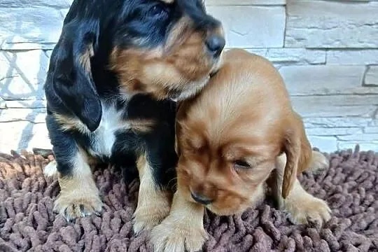 Szczenięta Cocker Spaniel Angielski, Łódzkie, Sieradz
