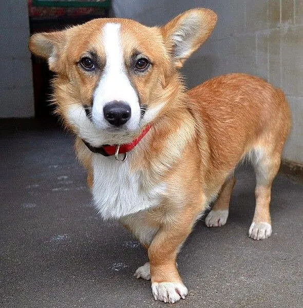 Cudny Zorek w typie welsh corgi :)