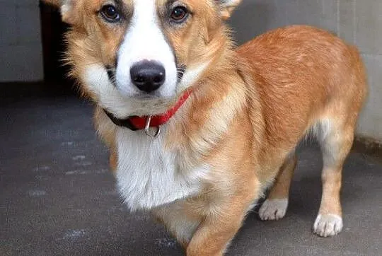Cudny Zorek w typie welsh corgi :)