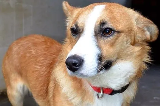 Cudny Zorek w typie welsh corgi :)
