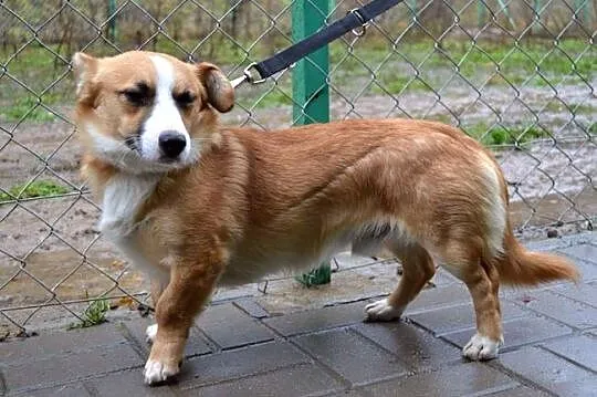 Cudny Zorek w typie welsh corgi :)