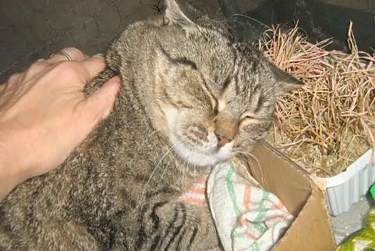 Kitka Chrupek