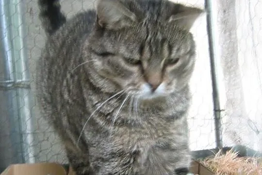 Kitka Chrupek